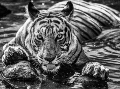 The Queen of Ranthambore