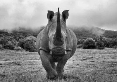 The Secret Rhino