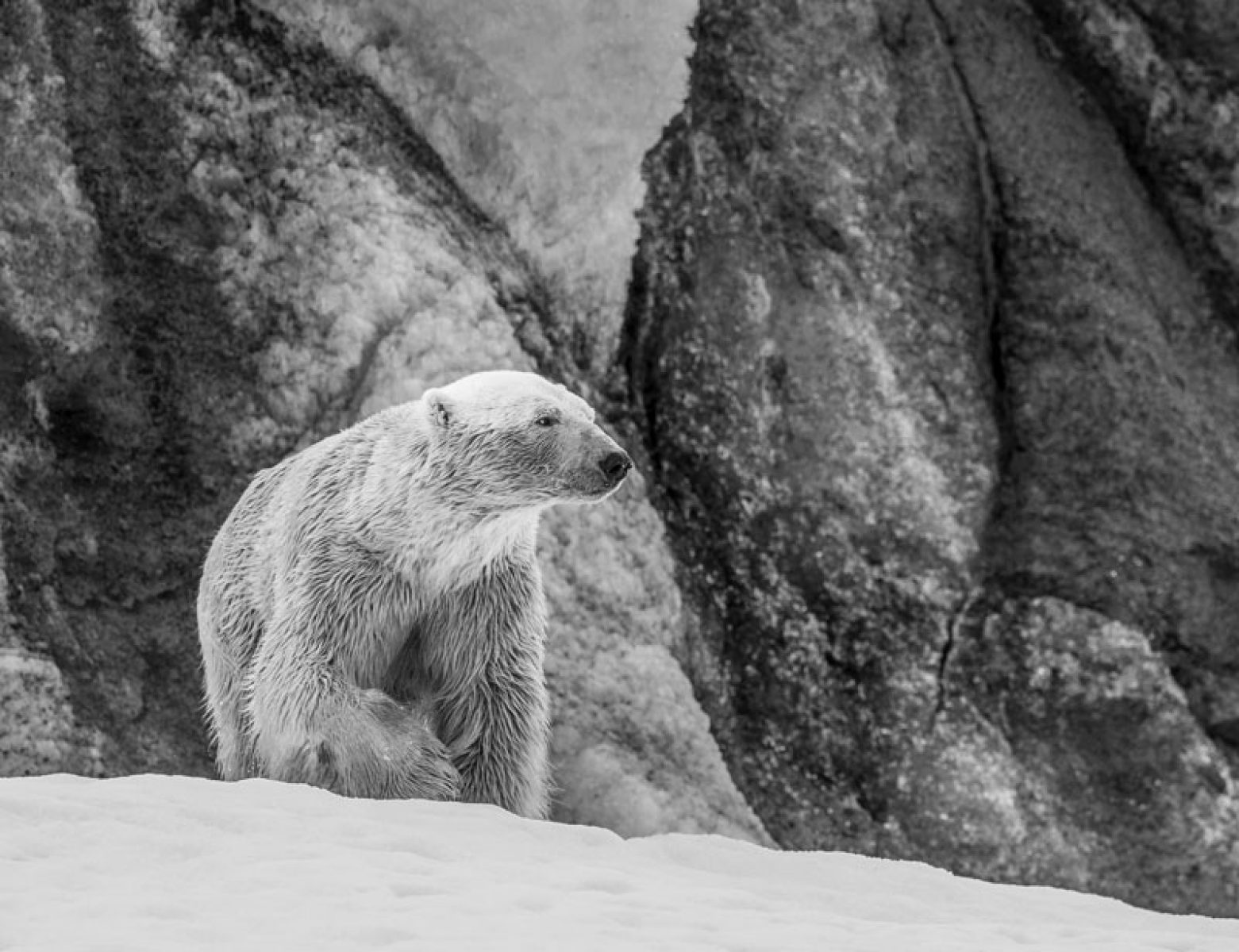 The best time to see polar bears - Natural World Safaris