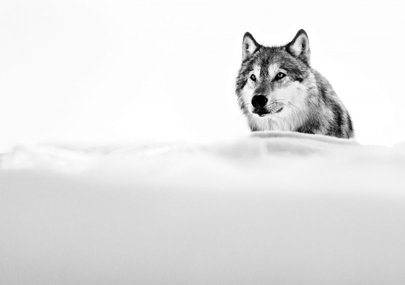 THE FOCUSED WOLF