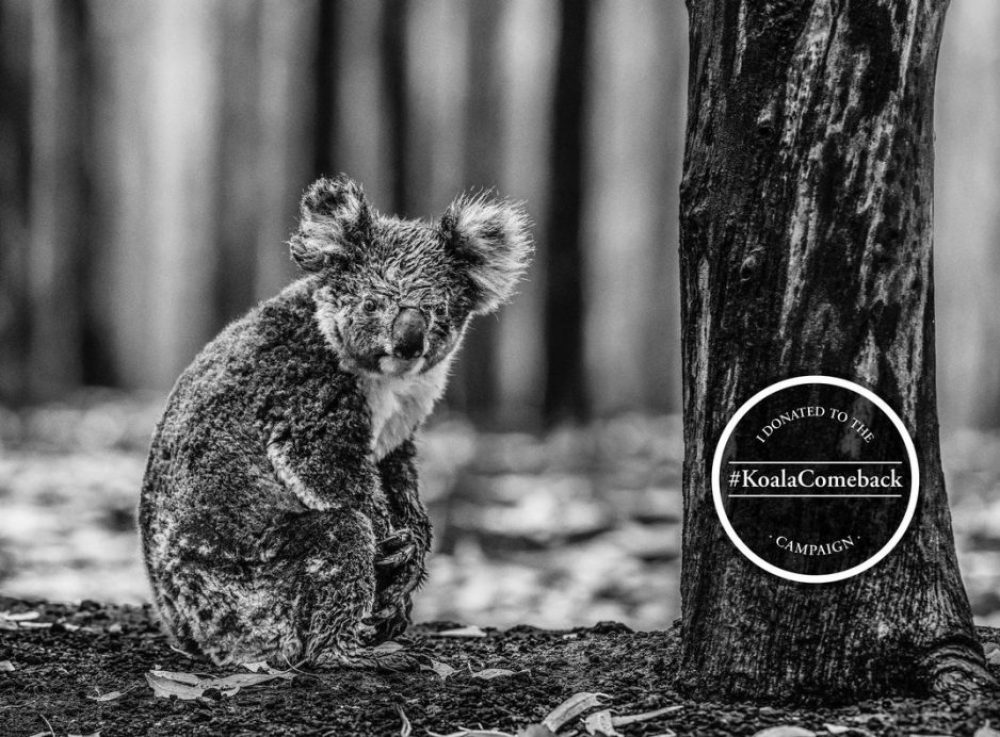 koala-comeback-campaign-chris-wildark-scaled-a