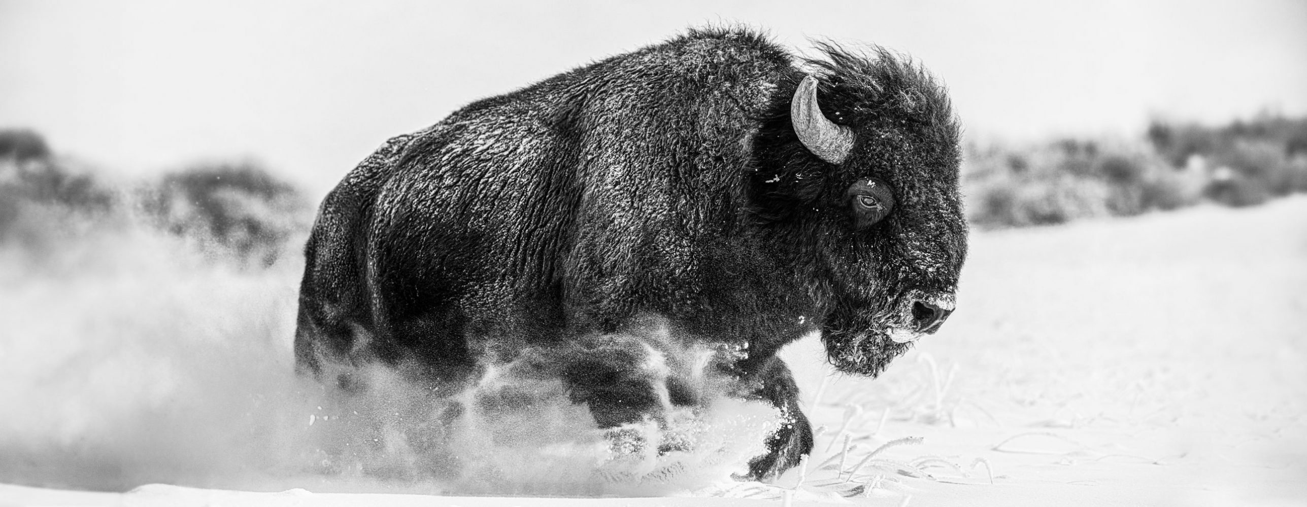 bison-in-snow_v2c